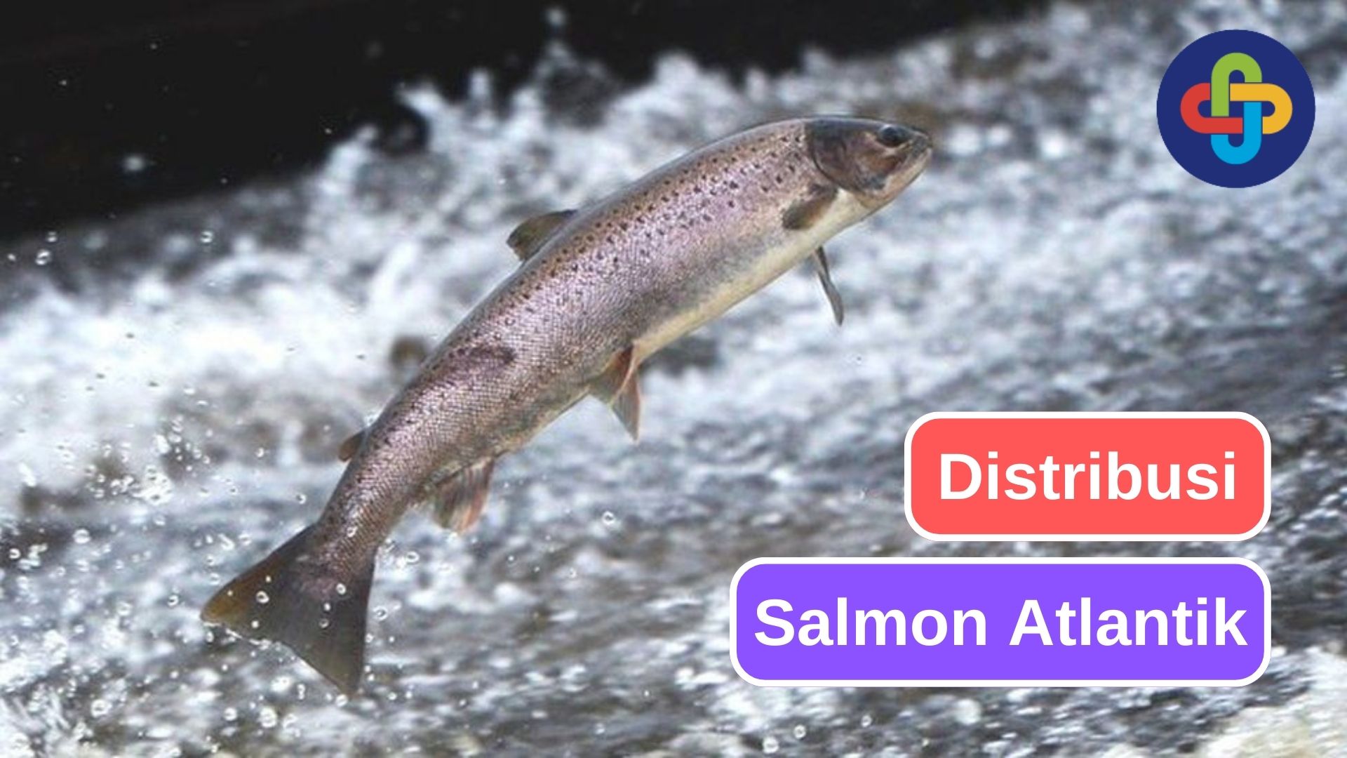 Menjelajahi Jauhnya Distribusi Salmon Atlantik 